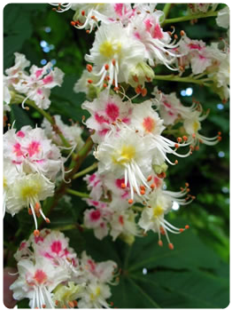 Flor de bach white chestnut